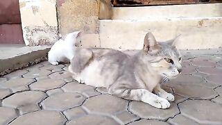 The mother cat who lives down the street waits for me every day with her kittens