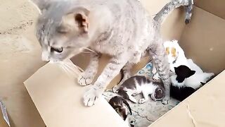 Mother cat is cuddling with her kittens and orphaned kittens in a huge box