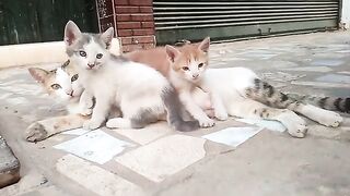 Kittens insist on sucking milk from the mother cat's breast even though she has begun to eat