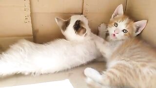 Kittens hugging each other inside the box, waiting for the mother cat to breastfeed them