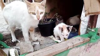 Mother cat expresses gratitude for her kitten's inflamed eye being treated