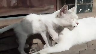 Cute kitten cuddles with her cat mother who waits for me every day