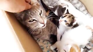 The mother cat takes incredible care of the orphaned kittens alongside her kittens