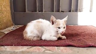 Mother cat hugging and cleaning her kitten will warm your heart