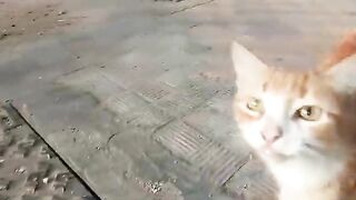 Kittens living on the street is very hungry with her family