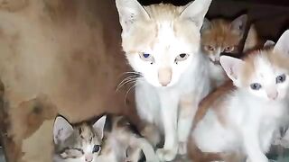 Mother cat takes her kittens out of the box when I come to visit her