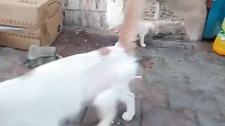 Mother cat and her kittens wait for me every day for affection and food