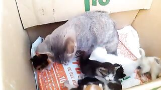 The mother cat cares for orphaned kittens alongside her four kittens