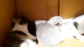 Mother cat protective of her kittens will inspire your heart