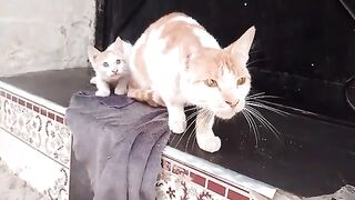 Angry mother cat protects her kitten and wards off anyone who tries to approach