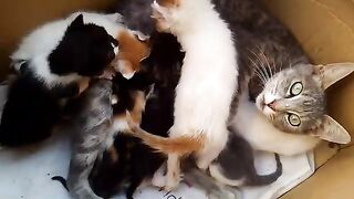 The kittens insist on sucking milk from the mother cat in a very cute scene