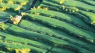 Hijaunya Alam Indonesiaku ♥️♥️♥️ #beautifulnature #ricefield #shortsfeed