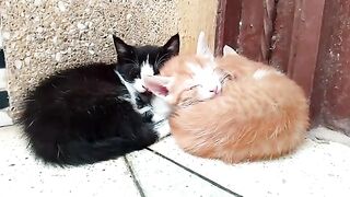 Poor kittens are impatiently waiting for their mother to return to nurse them warm milk