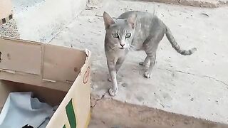 Mother cat adopted two orphaned kittens along with her four kittens