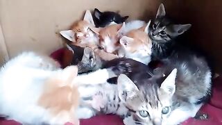 Poor kittens hide in a box waiting for my daily love and care