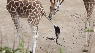 Pee Tasting Giraffe - mm mm good!