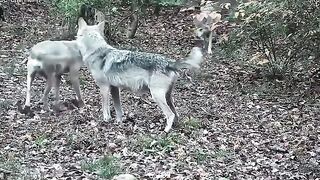 Wolf Parents' Quality Time Gets Hijacked by the "Kids"