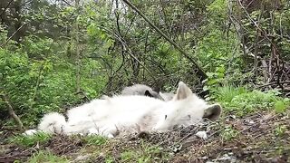 The Funniest Wolf Howls Are Lazy Ones