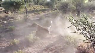 Wild Dogs Fight Hyena for food