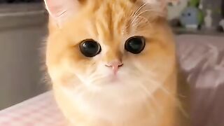 cat videos cute