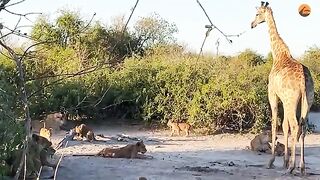 Lion Rides Giraffe to Bring it Down.