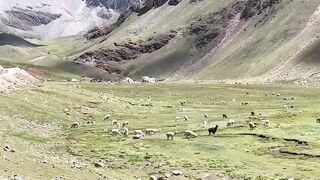 Alpacas in Peru