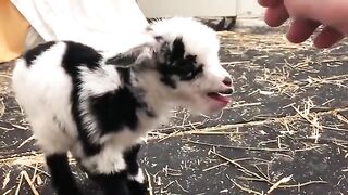 Baby Cute Goat