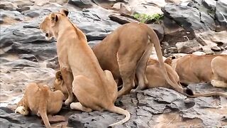 Lions Drinking Water