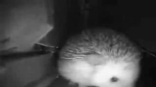 The hedgehog sneezed and farted at the same time