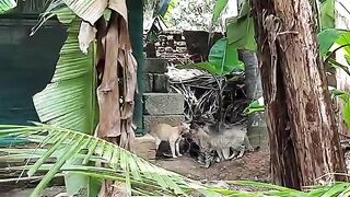 Brutal Cat Fight Between two old and already injured cats