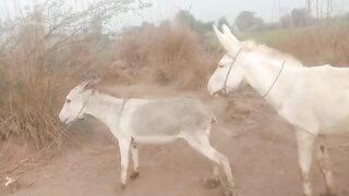 Weight carriers. Stallion on Parovka.