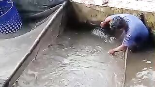 Bagaimana cara PANEN dan SORTIR lele dikolam TANAH❓Kurang lebih seperti ini