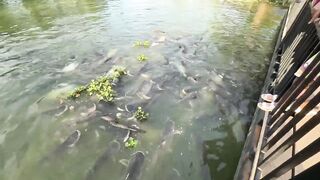 Fish Farming