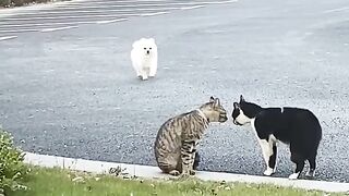 Baby Dog & Cats Fight