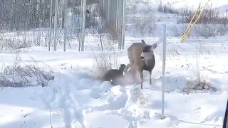 LYNX ATTACKS and KILLS DEER!!!