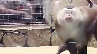 Funny Baboon Video