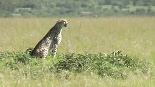 Wild Cheetah on Field