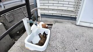 Cats and their children sleeping together at the port of Cat Island