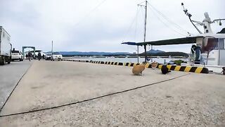 The fishing port cat was having a fish party, but for some reason the number of people started to increase.