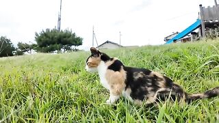 Calico cat walking on the grass next to the park