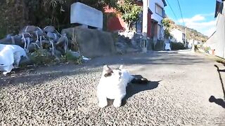 A black and white cat who was sleeping after being stroked suddenly woke up and started threatening her when a rival cat came nearby.