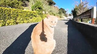 A cute brown tabby cat in front of an elementary school on Nekojima lays down as soon as you pet it.