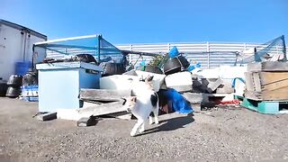 The heart-shaped calico cat at the fishing port always comes by and is so cute.