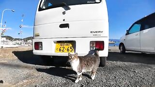 An island cat who is learning dog language in order to communicate with the several dogs on Cat Island.