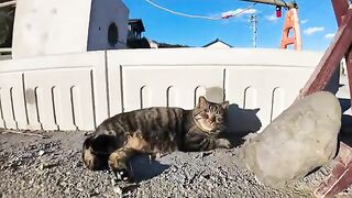 There was a friendly cat on the road under construction.