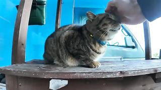 The cat at the counter of the bar on Nekojima is cute