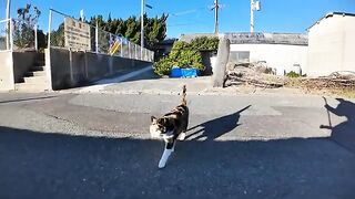 When I sat on the breakwater of Cat Island, a calico cat came to sit next to me.