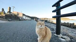 Petting a brown tabby cat on the road by the sea in the evening