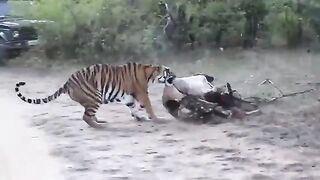 Tiger Dragging a Cow