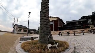 A cat who really wants to climb a tree